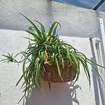 El Terrat De La Tecla - Duplex Casc Antic Tarragona